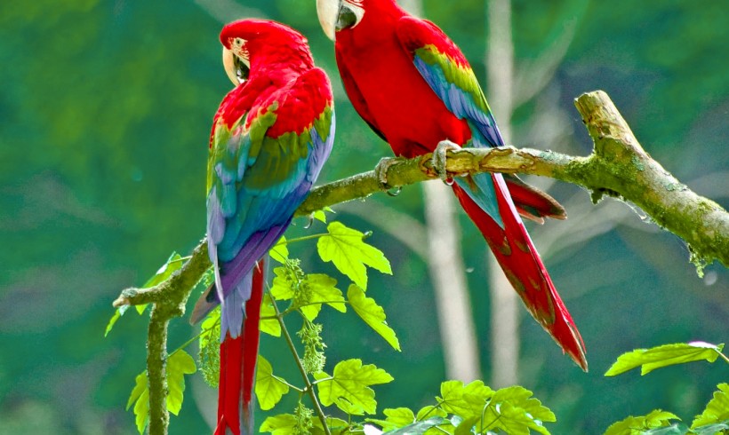 Twins Parrots