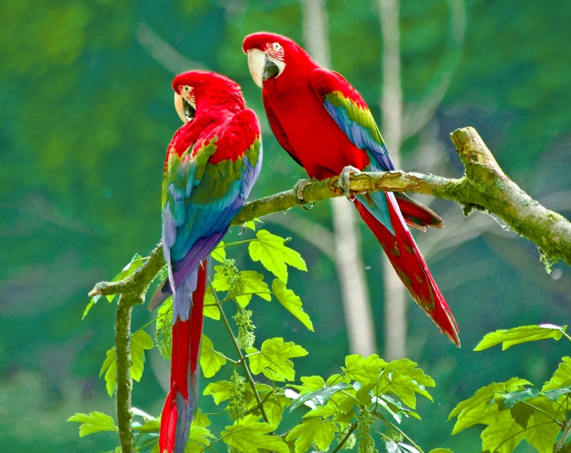 Twins Parrots