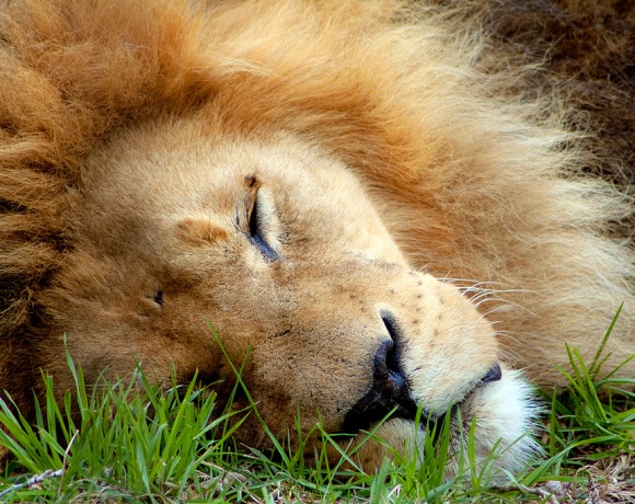 Sad Lion