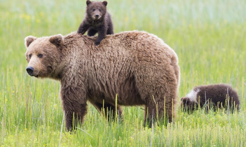 Bears Population