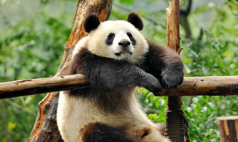 Save China Panda