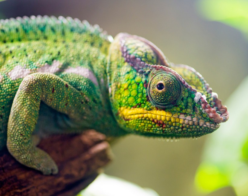 Madagascar Chameleon