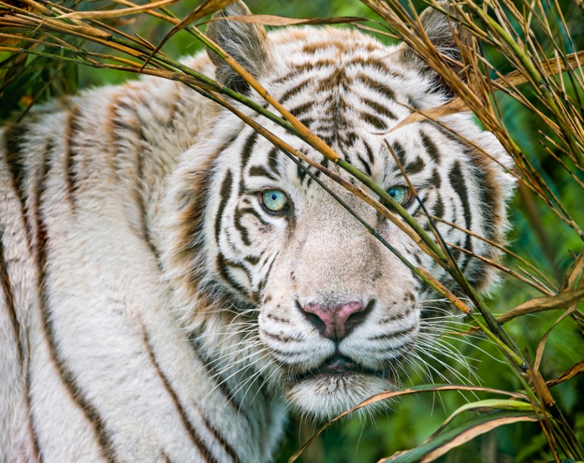 Last White Tiger