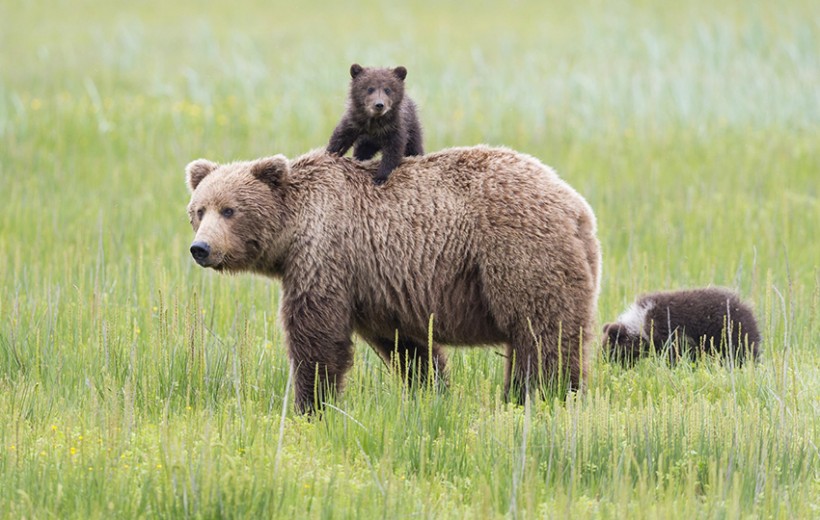 Bear Population